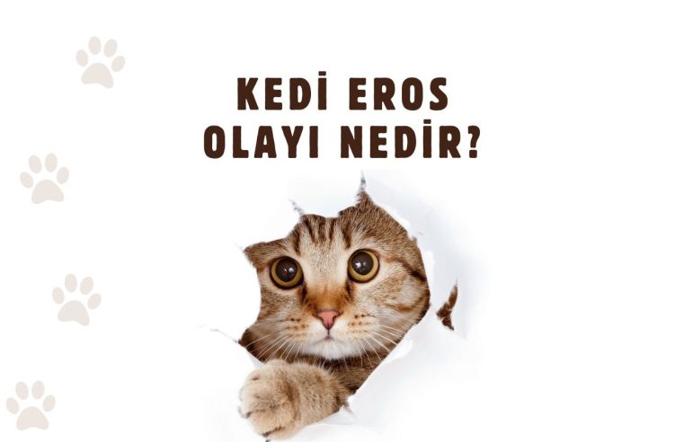 Kedi EROS Olayı Nedir?